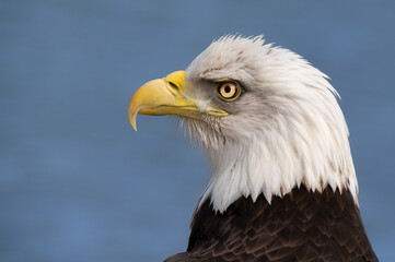 american bald eagle