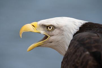 american bald eagle