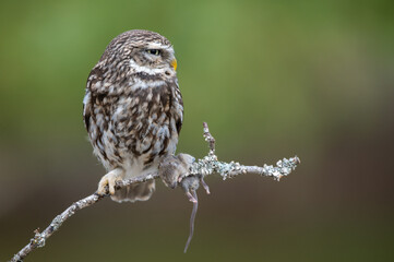 owl on a branch together with prey