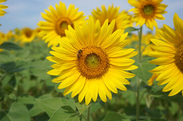 Beautiful sunflowers and honey bees that color summer, Ono City, Hyogo Prefecture, Japan 