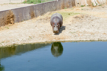 hippopotamus resting in water