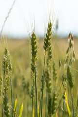 Grain Field close up before harvest
