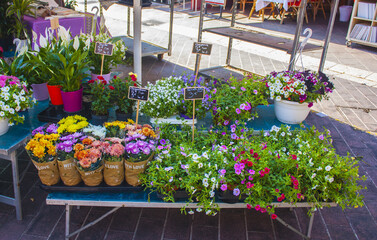 Various unions of fine flowers are on sale in the street Cours Saleya market