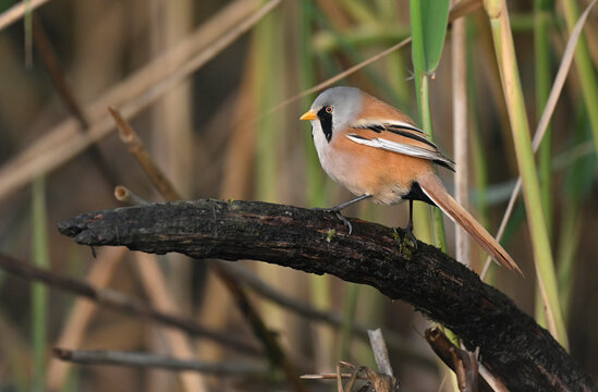Bearded tit male ( Panurus biarmicus )