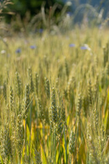 Obraz premium Grain Field close up before harvest