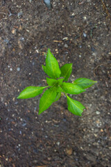 plant in soil