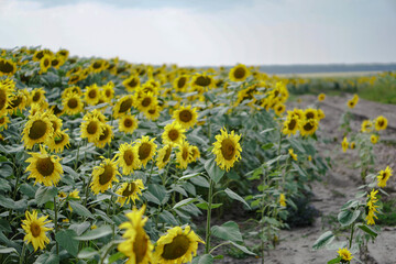 Blooming sunflower field. Beautiful landscape of yellow flowers in the sun. Industry, vegetable oil.