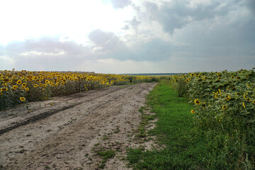 Road and field of blooming sunflowers. Beautiful summer landscape. Background of blue sky and yellow flowers in the sun.