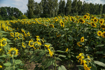 Obraz premium Blooming sunflower field. Beautiful landscape of yellow flowers in the sun. Industry, vegetable oil.