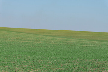 Fototapeta premium Green field with blue sky as background.