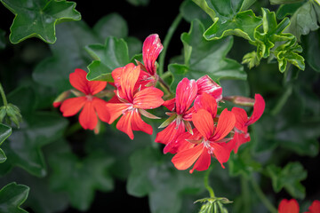 Coral red flowers in deep green leaves.