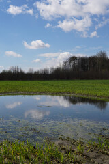Swamp in the forest. Wetland in the countryside. Landscape of nature.