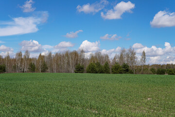 Obraz premium Green field of young wheat and sky. Industry, food.