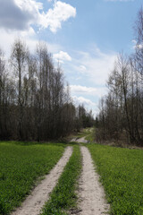 Fototapeta na wymiar Road through a large green field of wheat. Landscape of nature