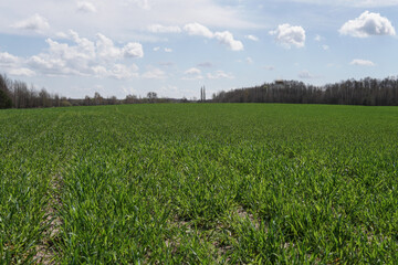 Fototapeta na wymiar Green field of young wheat and sky. Industry, food.