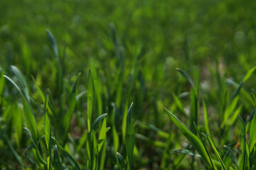 Fototapeta na wymiar Green field of young wheat. Industry, food.