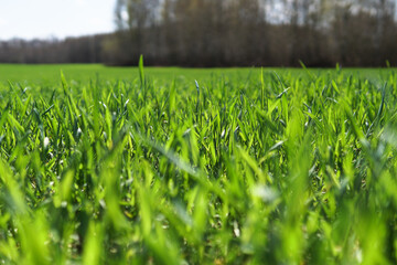 Green field of young wheat. Industry, food.
