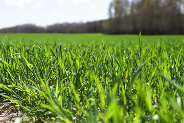 Green field of young wheat. Industry, food.