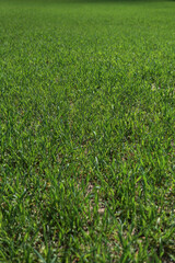 Obraz premium Green field of young wheat. Industry, food.