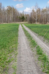 Fototapeta na wymiar Road through a large green field of wheat. Landscape of nature
