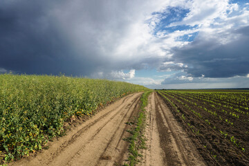Country road between rapeseed and corn field against the blue sky. Cultivation of crops. Beautiful rural landscape.