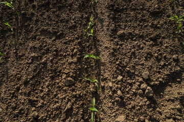Green field with corn. Rows of young germinated plants. Agricultural industry. Beautiful summer rural landscape.