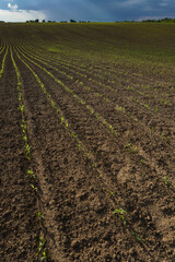 Green field with corn. Rows of young germinated plants. Agricultural industry. Beautiful summer rural landscape.