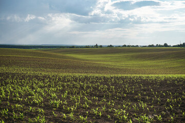 Fototapeta na wymiar Green field with corn. Rows of young germinated plants. Agricultural industry. Beautiful summer rural landscape.
