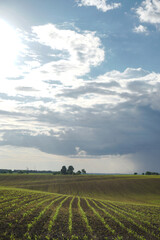 Green field with corn. Rows of young germinated plants. Agricultural industry. Beautiful summer rural landscape.