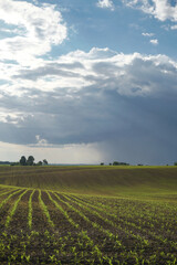 Green field with corn. Rows of young germinated plants. Agricultural industry. Beautiful summer rural landscape.