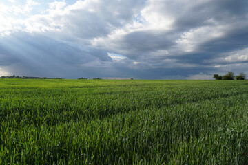 Green wheat field and blue cloudy sky. Agricultural industry. Beautiful rural landscape.