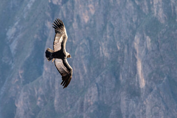 ein Condor im Colca Canyon