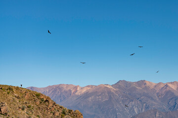 ein Condor im Colca Canyon