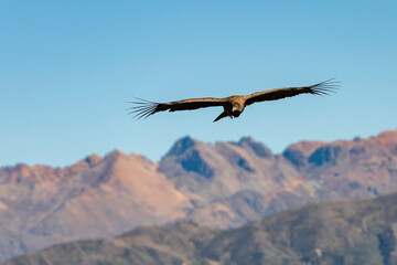 ein Condor im Colca Canyon