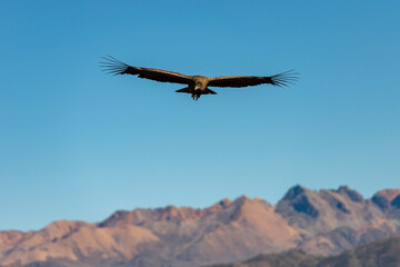 ein Condor im Colca Canyon
