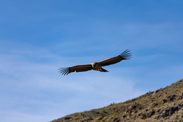 ein Condor im Colca Canyon