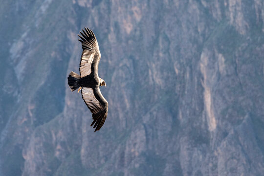 「Kondor」の画像 - 282 件の Stock 写真、ベクターおよびビデオ | Adobe Stock