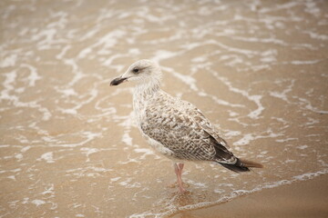 seagull on the beach