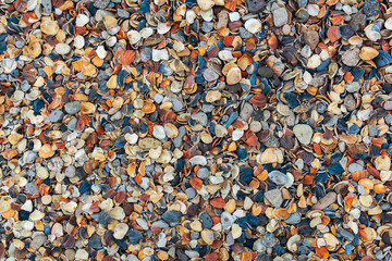 surface of the beach from numerous seashells on the shore of the Caspian Sea
