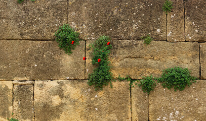 wall of an old castle with poppy flowers growing in the cracks of the masonry