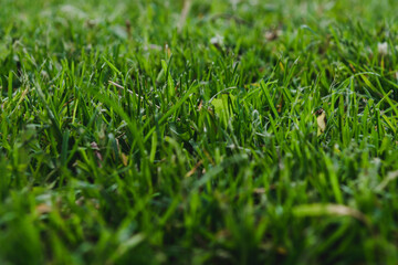 Green grass textured background. Perfect green background by the fresh grass