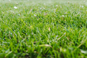 Fototapeta premium Green grass textured background. Perfect green background by the fresh grass