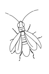 firefly-stella illustration drawing, line drawing