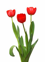 three red tulip bunch