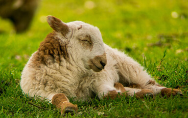 Lambing season, Wales (UK)