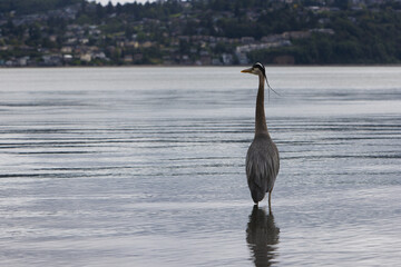 A great blue heron stands in shallow water looking out over Commencement Bay.
