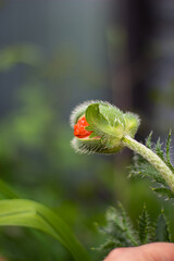 ladybird on a plant