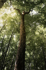 Thick tree limb, tree seen from below, looking up, tree crown with green leaves