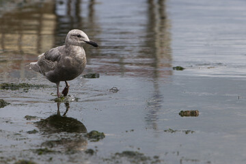 seagull on the beach