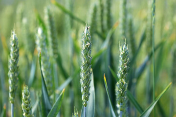 Fototapeta premium Zboże pszenica rośnie na polu na Ukrainie z którego będzie jedzenie. 